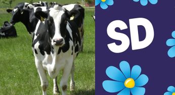 Nej till lokal köttupphandling – SD:s motion avslås