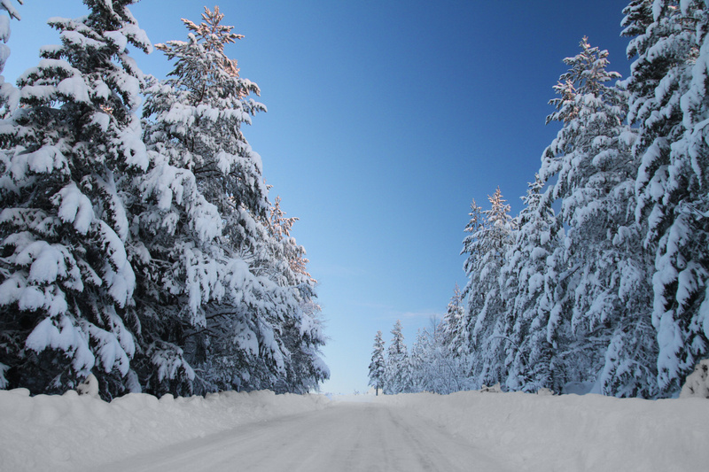 vinter klart sol fint boden skogen snö