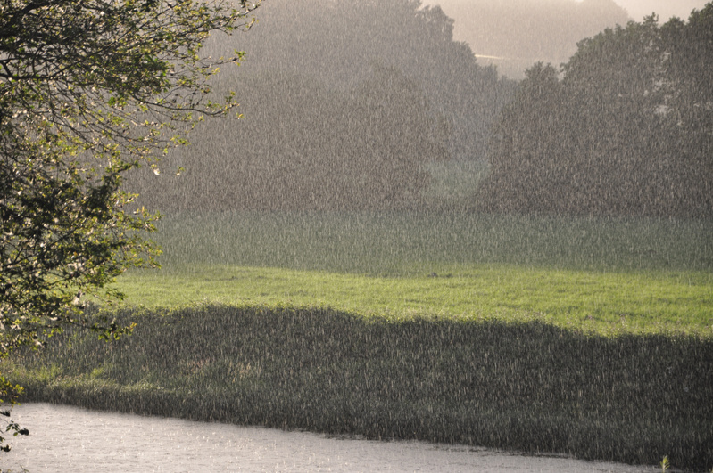 Regn i skogen
