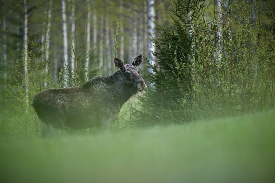 Älg i skogen